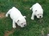 White/black Bull Terrier Puppies
