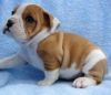 Oustanding male and female English Bulldog puppies