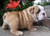 English bull dog puppy for you
