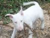 Cute As Can Be Bull Terrier Puppies