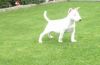 Bull Terrier Puppies Available