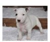 Akc Reg Bull-terrier Puppies Ready For Adoption