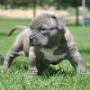 Blue Nose Pittbull puppies available
