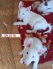 Bull Terrier Puppies available