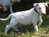 Purely Bull Terrier Puppies Ready
