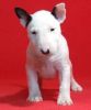 Bull Terrier Puppies For Sale