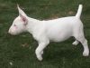 Bull Terrier Puppies For Sale
