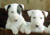 Gorgeous Bull Terrier Puppies For Good Homes
