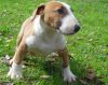 Home raised bull terrier puppies for rehoming
