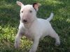 Solid Bull Terrier puppies for sale