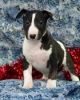 Bull Terrier puppies for sale..