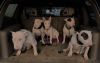 3 Bull Terrier Film Dogs For Sale