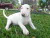 Bull Terrier Puppy For Sale