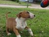 Amazing Bull Terrier Available