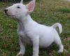 Hereditarily Pra Clear Puppiesbull Terrier