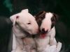 Bull terrier puppies