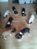 English Bull Terrier Puppies For Sale .