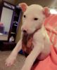 Playful BullTerrier Puppies Available Now