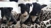 Stunning Bull Terriers Puppies For Sale