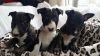 Stunning bull terrier puppies for adoption.