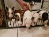 AKC bull tarrier puppies for sale