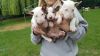 English Bullterrier Puppies For Sale