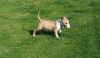 Bull Terrier Puppy 5 months old- Max