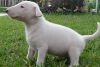 Astonished Male/Female Bull Terrier Puppies.