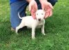 Stunning Bull Terrier puppies for sale