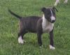 English Bull Terrier Puppy~Male