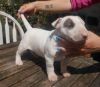 Bull Terrier pups ready now