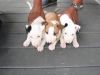 English Bull Terrier Puppies