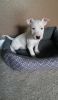 Available Bull Terrier puppies for sale
