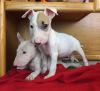 Top Quality English Bull terrier Puppies