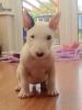 AKC Bull Terrier Male and Female Puppies for Sale.