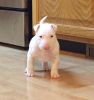 Healthy Bull Terrier Puppies For Sale