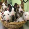 Healthy Bull Terrier Puppies for adoption