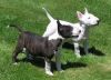 Cute Bull Terrier Puppies Available