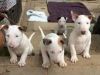Bull Terrier puppies for adoption