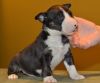 Happy Bull Terrier Puppies For Sale