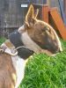 Akc Bull Terrier puppies-champion bloodlines