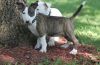 Zany Bull Terrier puppies for sale .