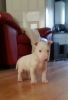 Gorgeous english bull terrier puppies
