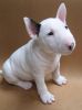 Papered Bull Terrier puppies ready