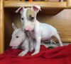 Miniature english bulldog terrier puppies family bred