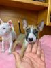 Miniature english bull terriers available