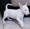 Miniature bullterrier puppies available now