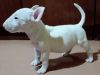 Healthy English Bull Terrier Puppies