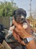 Pitbull mastiff puppies