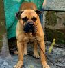 Bullmastiff male for sale 3 years old